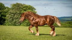 Suffolk konj